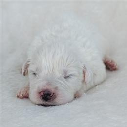Baby Blue - White female Great Pyrenees puppy in Yakima, Washington from Naches Heights Ranch