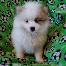Companion Cross, Pomeranian, and Sheepadoodle Puppies from Fluffy Wonders Poms and Doodles