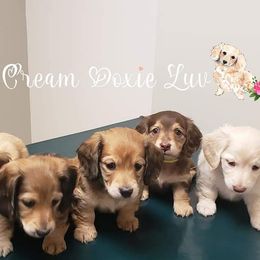 Dachshund Puppies from Cream Doxie Luv
