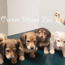 Dachshund Puppies from Cream Doxie Luv