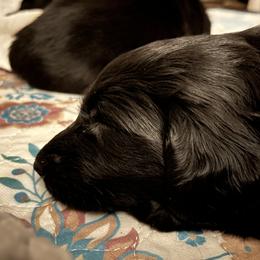 Flat-Coated Retriever Puppies from Haven Flat Coated Retrievers
