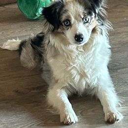 Toy Australian Shepherd puppies from Paws of Color