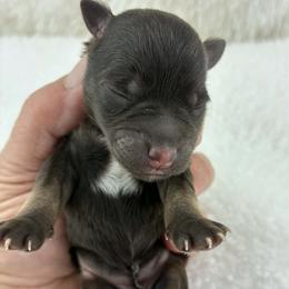 Adeline - Liver female Miniature Schnauzer puppy in Sylvania, Georgia from Southern Sky Miniature Schnauzers