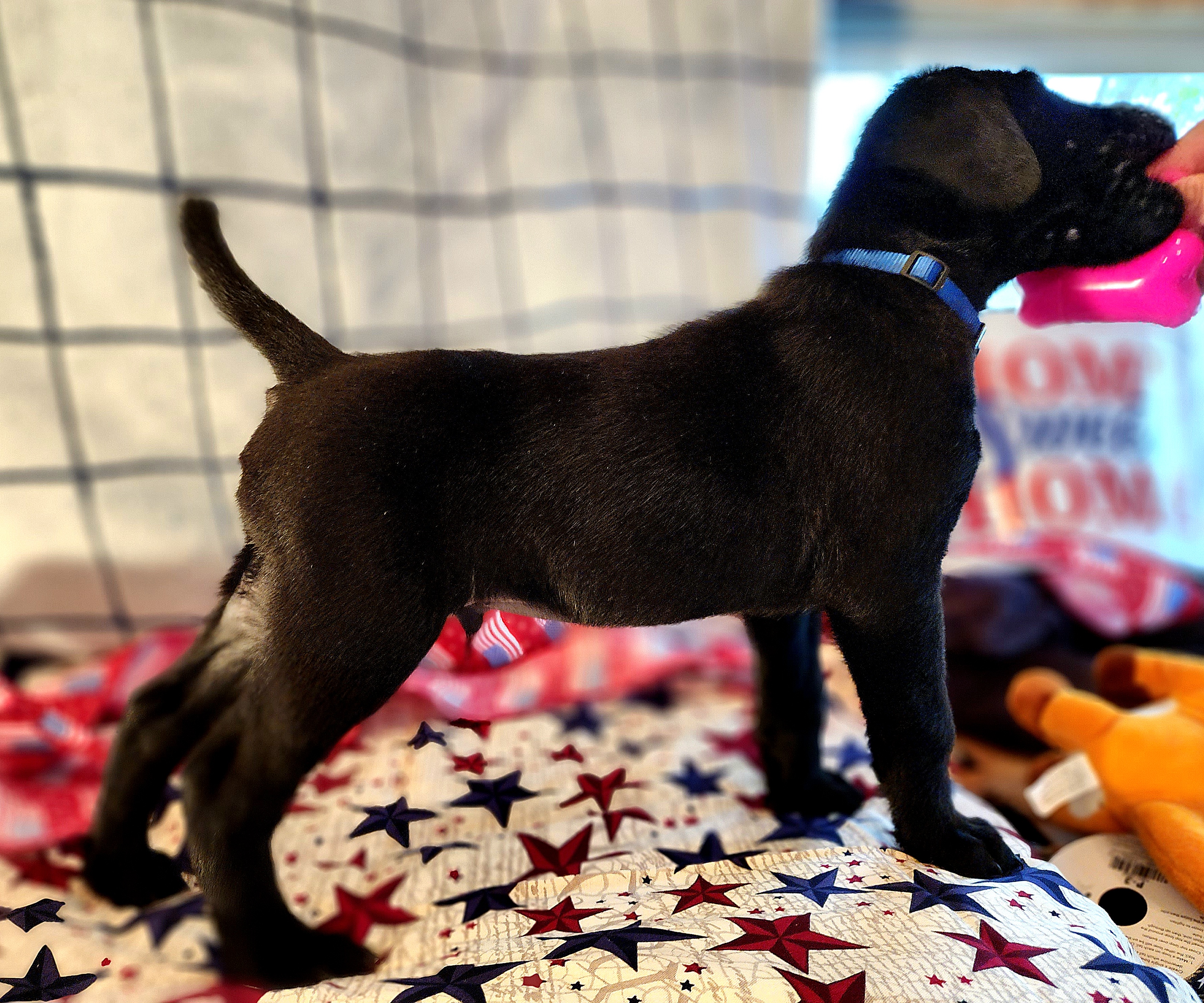 Boy 6 - Rip - blue collar - Black Labrador Retriever puppy in North Highlands, California from High Sierra Labrador Retrievers