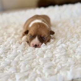 Lainey - Fawn female Pembroke Welsh Corgi puppy in Payson, Utah from Spring Creek Aussies + Corgis