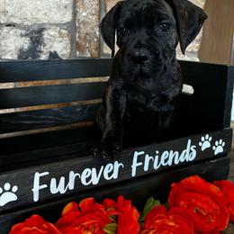 Purple collar - Black brindle female Cane Corso puppy in Tucson, Arizona from Cane Corso Friends