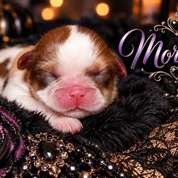 Morticia - Liver and white female Shih Tzu puppy in Warren, Michigan from Danielle's Yorkie Babies