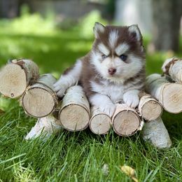 Gawain - Red and white male Pomsky puppy in Wausau, Wisconsin from Arctic Star Pomskies