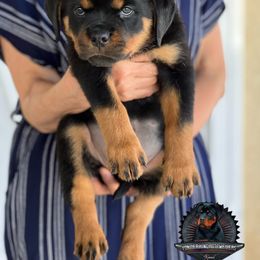 Rottweiler Puppies from Von Der Hing Rottweilers