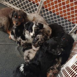 Australian Shepherd Puppies from J&J Kennel