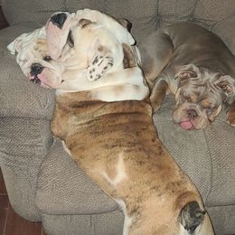 Bulldog Puppies from Pappy's Bullies