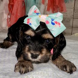 Andi - Black white and tan female Cockapoo puppy in Richton, Mississippi from Magnolia Hill Doodles