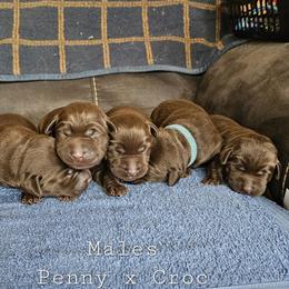 Boy 3 - Chocolate male Labrador Retriever puppy in Boyd, Minnesota from Lindley Labradors