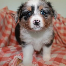 Hazel - Blue merle Miniature American Shepherd puppy in Meadows Of Dan, Virginia from Nashira