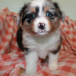 Hazel - Blue merle Miniature American Shepherd puppy in Meadows Of Dan, Virginia from Nashira