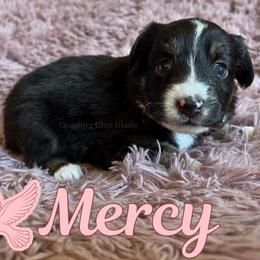 Mercy - Black tri female Miniature Australian Shepherd puppy in Millington, Tennessee from Goading Glee Glade