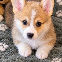 Fozzy - Sable male Pembroke Welsh Corgi puppy in Abingdon, Virginia from Em-K Kennels