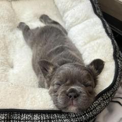 French Bulldogs from Pine Point French Bulldogs