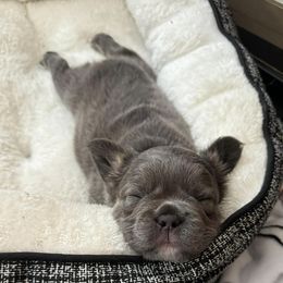 French Bulldogs from Pine Point French Bulldogs