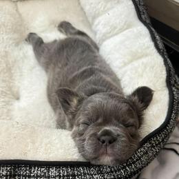 French Bulldogs from Pine Point French Bulldogs