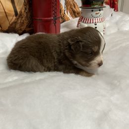 Ariat - Red tri female Miniature Australian Shepherd puppy in Signal Mountain, Tennessee from D & D Miniature and Toy Australian Sheppards