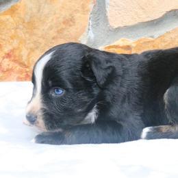 Pixel - Black tri-color female Australian Shepherd puppy in Macon, Georgia from Shaina’s Shepherds