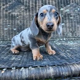 Dave - Dapple male Dachshund puppy in Mount Carmel, Tennessee from HS Goldens