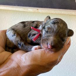 Girl 4 - Blue merle female Bernedoodle puppy in Millsap, Texas from Gaston’s Posh Poodles and Doodles