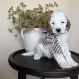 Guy Diamond - Parti male Goldendoodle puppy in Springville, Utah from JW Doodles