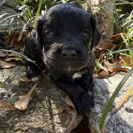 Pongo - Black and white male Cockapoo puppy in Williamston, South Carolina from Sassy Bob’s Dogs