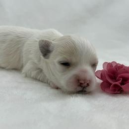 Annie - White female Maltipoo puppy in Turlock, California from 209PuppiesCaliforniaMaltipoo