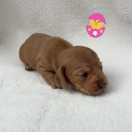 Girl 1 - Red Hidden Dapple - Dapple female Dachshund puppy in Brandon, Mississippi from A & N Kennels