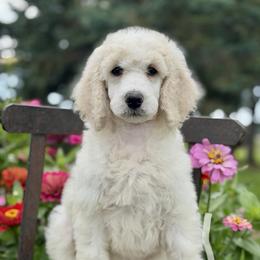 January - Parti female Poodle puppy in Lancaster, Minnesota from Finney Ranch