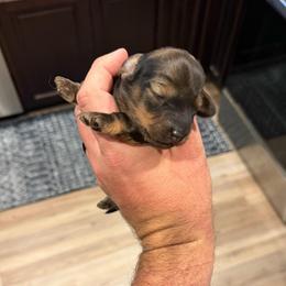 Coal (3,220) AKC LIMITED - Red male Dachshund puppy in Indian Trail, North Carolina from Hilda’s Teenie Weenies