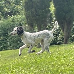 Ozzie - Poodle