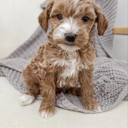 Grey Collar puppy - Red  male Goldendoodle puppy in Newcastle, Oklahoma from Ritzy Creek Doodles