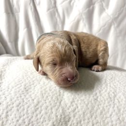 Dorian - Cream male Labradoodle puppy in Watertown, Tennessee from PawfectBud