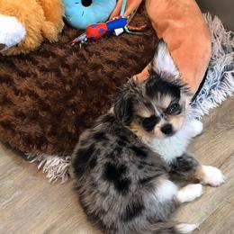 Chihuahua Puppies from Chilove Chihuahuas