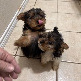 Yorkshire Terrier Puppies from Vickie Carpentiere