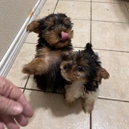 Yorkshire Terrier Puppies from Vickie Carpentiere