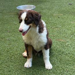 Dottie - Red tri-color female Miniature American Shepherd puppy in Garysburg, North Carolina from Schaefer's Miniature American Shepherds