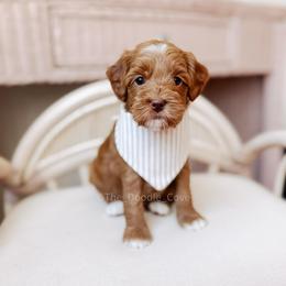 Graham - Red  male Goldendoodle puppy in Syracuse, Indiana from The Doodle Cove