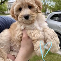Bernedoodle, Cavalier King Charles Spaniel, and Poodle Puppies from Ellas.Pups (Bernedoodles & Cavapoos)