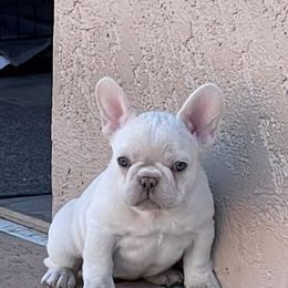 French Bulldog Puppies from Az Frenchies