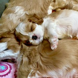 Cavalier King Charles Spaniel Puppies from Bella Fleur Cavaliers