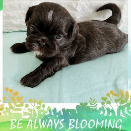 Shih Tzu and Yorkshire Terrier Puppies from Tiny Puppies World