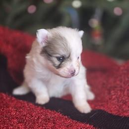 Bubbles - Red parti female Pomeranian puppy in Plainfield, Indiana from Abby's Pampered Pooches