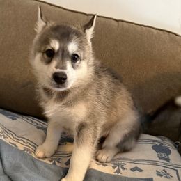 Yoda - Gray and white male Siberian Husky puppy in Sudbury, Massachusetts from Toe Bean Huskies