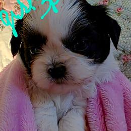 Girl 3 p - Black and white female Shih Tzu puppy in Buxton, Maine from Shih Tzu Junction