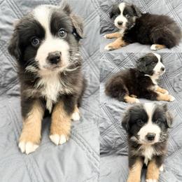 Black tri male 2 - Black tri male Miniature Australian Shepherd puppy in Brooker, Florida from Honey, I Shrunk the Aussies